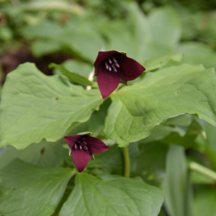 Trillium sulcatum