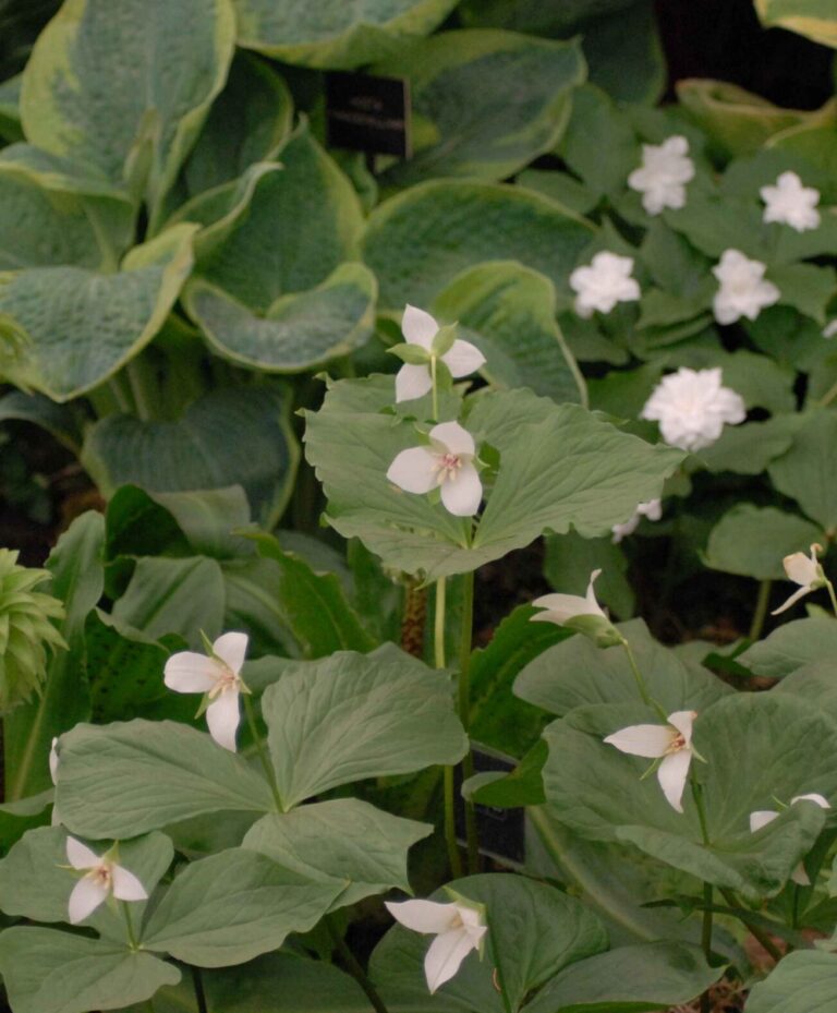 Buy Trillium tschonoskii Rhizomes online