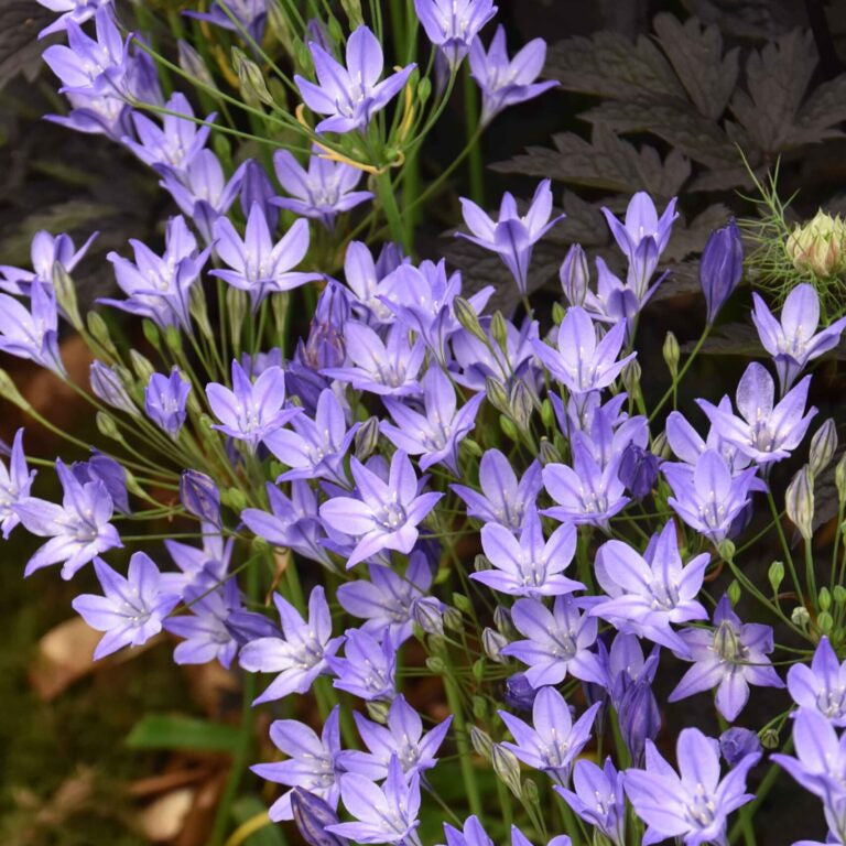 Buy Triteleia laxa 'Corrina' Corms online