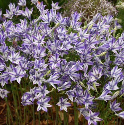 Triteleia 'Rudy' Bulbs