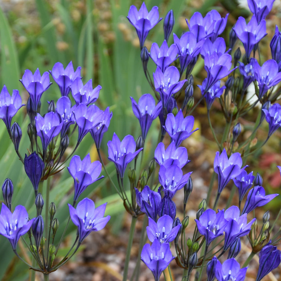 Triteleia 'Twilight' Bulbs
