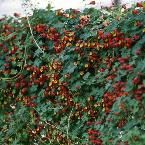 Buy Tropaeolum tricolor (Three-coloured Nasturtium) Tubers online