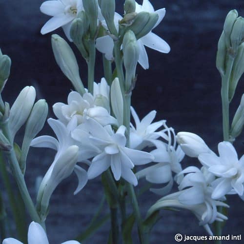 Buy Polianthes tuberosa 'The Pearl' Bulbs online
