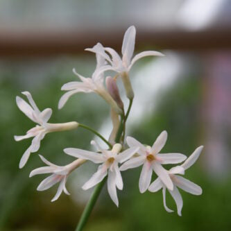 Buy Tulbaghia violacea 'Alba' (White Society Garlic) Rhizomes online