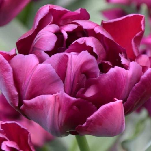 Tulip 'Alison Bradley'