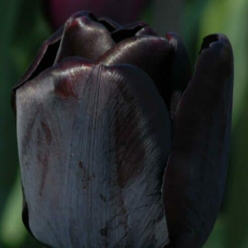 Tulip 'Black Bean'