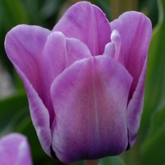 Tulip 'Bleu Aimable'