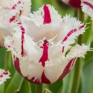 Tulip 'Burning Fire'