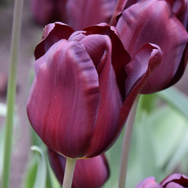 Tulip 'Continental'