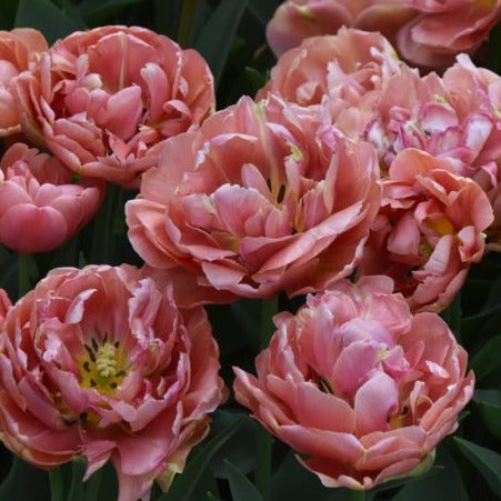 Tulip 'Copper Image'