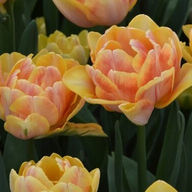 Tulip 'Foxy Foxtrot'