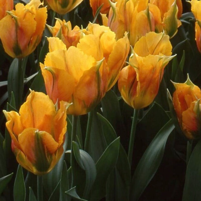 Tulip 'Golden Artist'
