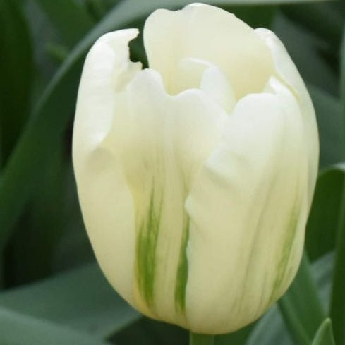 Tulip 'Green Spirit'