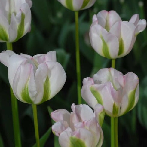 Tulip 'Greenland'