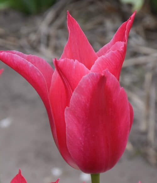 Tulip 'Mariette'