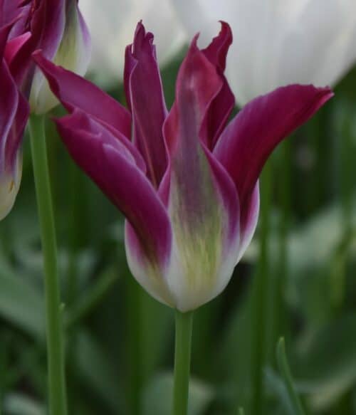 Tulip 'Purple Dance'