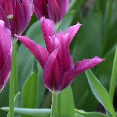 Tulip 'Purple Doll'