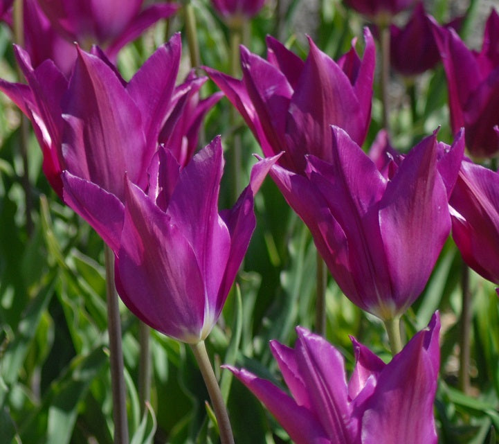 Tulip 'Purple Dream'