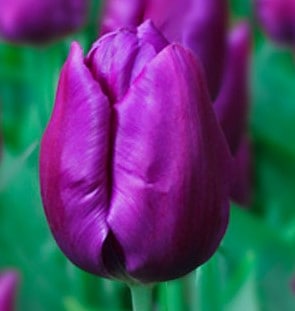 Tulip 'Purple Purissima'