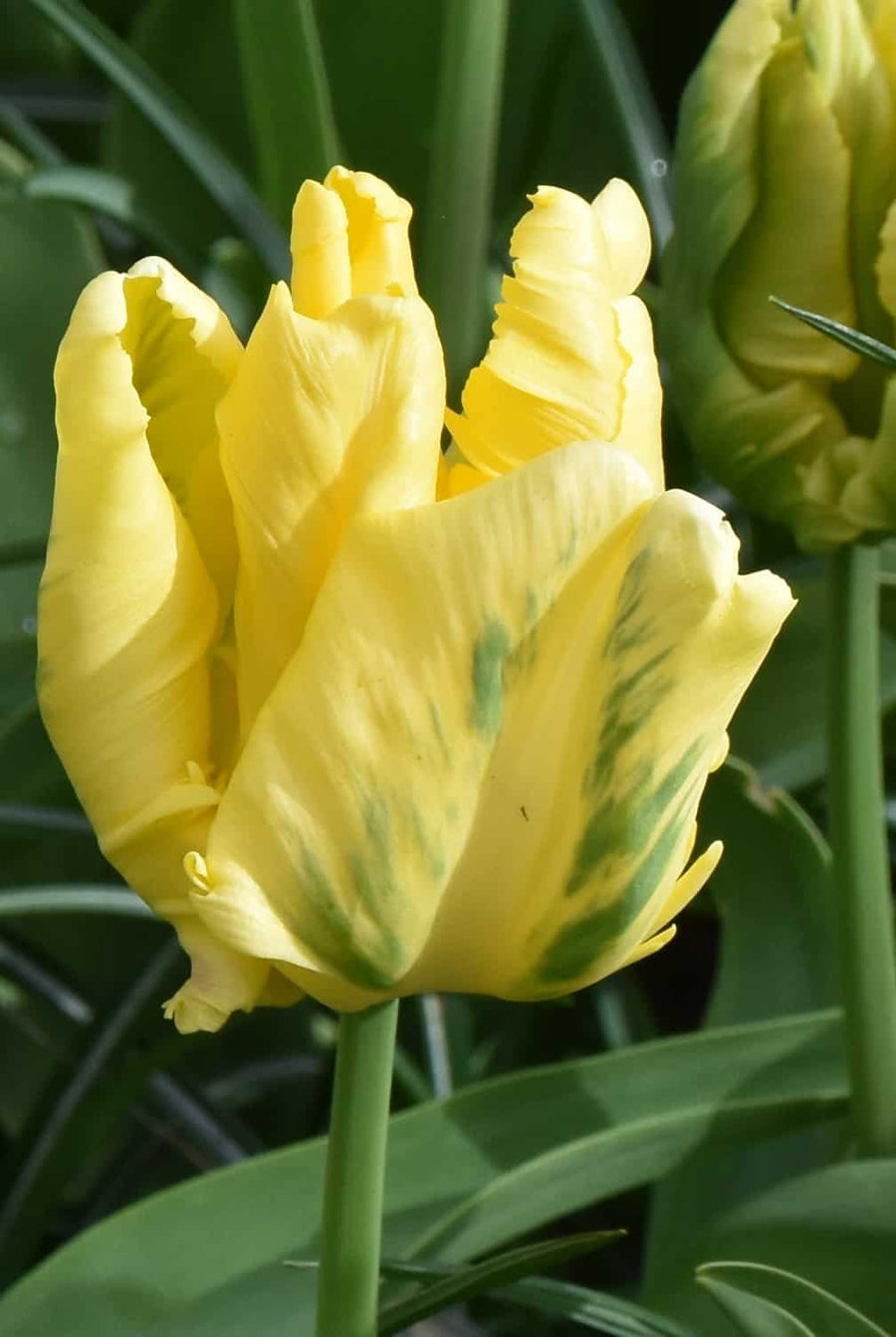 Tulip Yellow Madonna