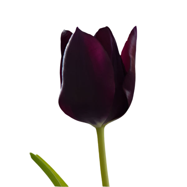 Buy Tulipa 'Eduard Pelger' Bulbs online UK