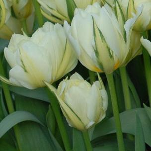 Tulip 'Exotic Emperor'