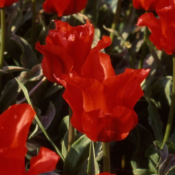 Tulip 'Red Riding Hood' Bulbs
