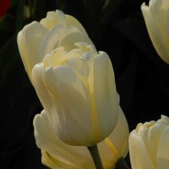 Tulipa 'Ivory Floradale' Bulbs