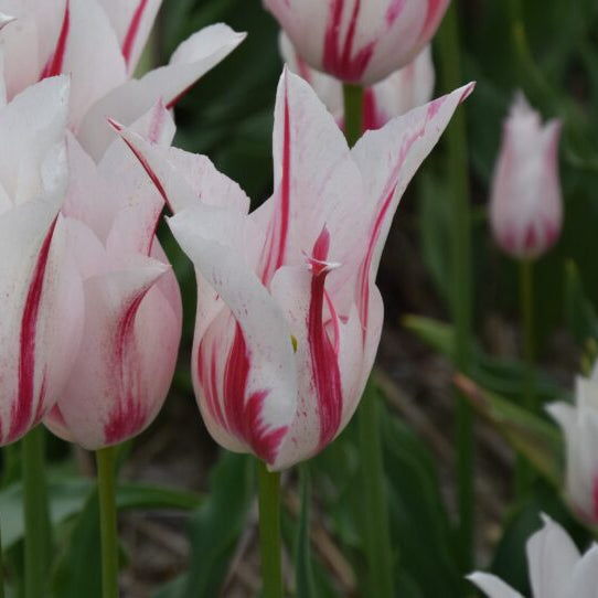 Tulipa 'Marilyn' Bulbs