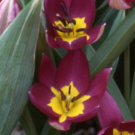 Tulipa humilis 'Odalisque' Bulbs