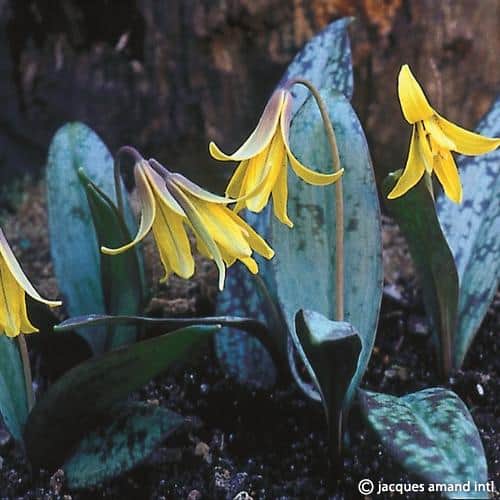 Erythronium americanum