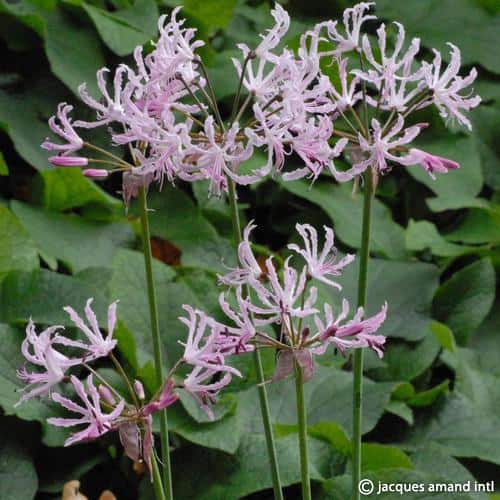 Nerine undulata syn. crispa