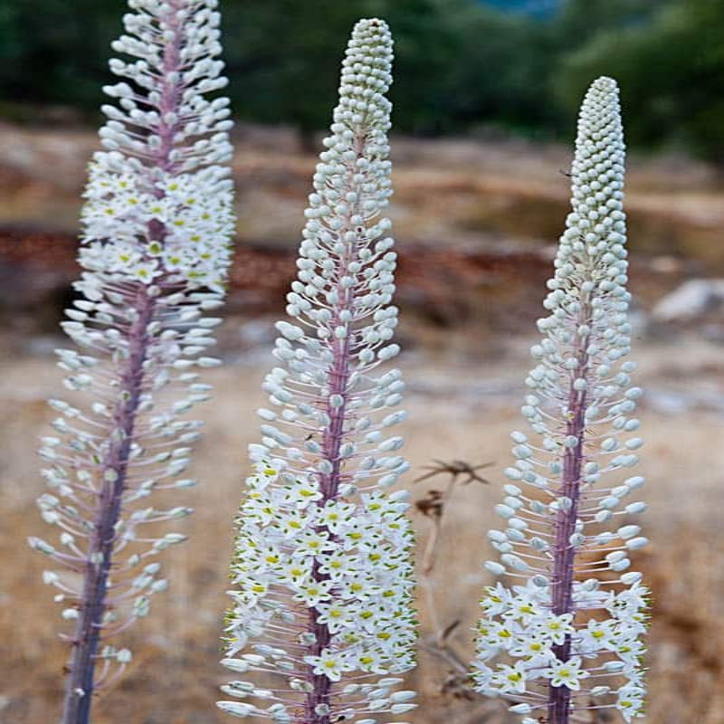 Urginea maritima (Sea Squill)