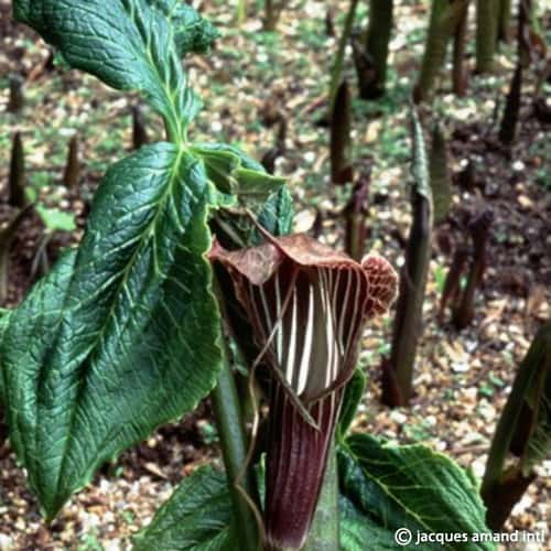 Arisaema utile