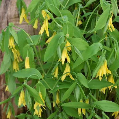 Buy Uvularia grandiflora (Large-flowered Bellwort) Rhizomes online