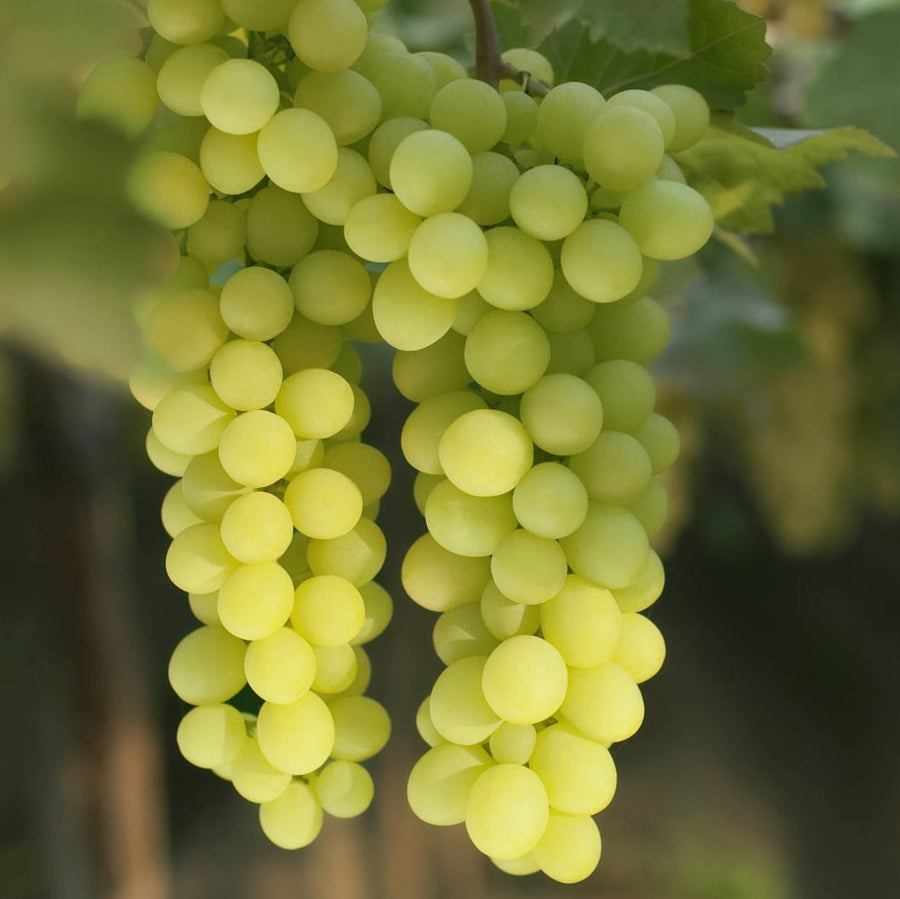 Vitis vinifera 'Centennial Seedless' grapes