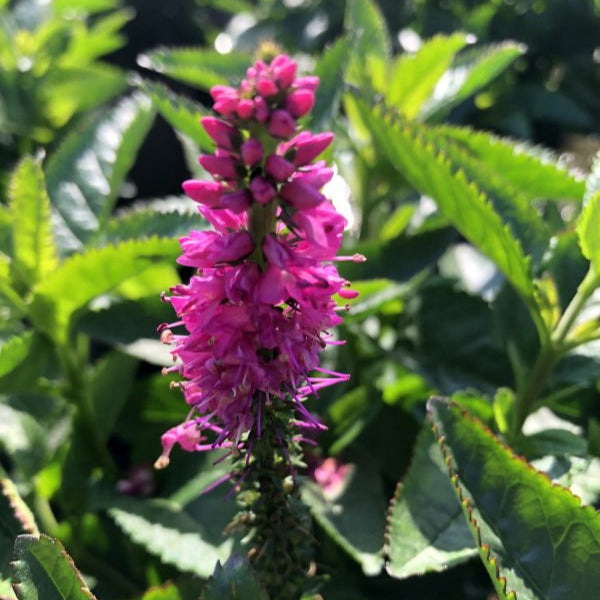 Veronica spicata 'Ronica Fuchsia'