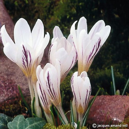 Crocus versicolor 'Picturatus' Corms
