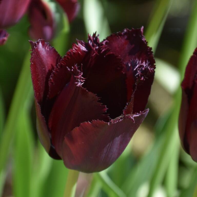 Tulip 'Vincent van Gogh'