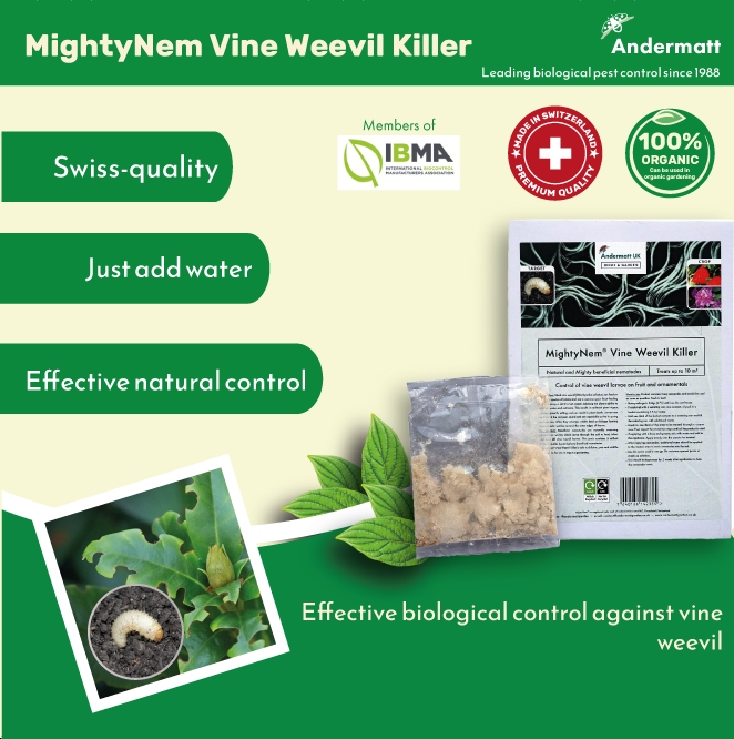 MightyNem Vine Weevil Killer (Parasitic Nematodes - Heterorhabditis bacteriophora)