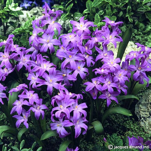 Chionodoxa luciliae 'Violet Beauty'