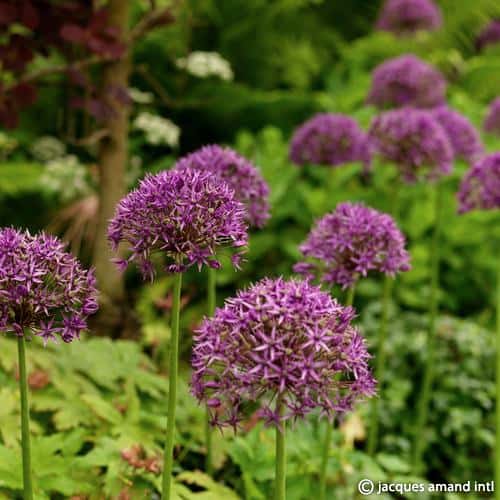 Allium 'Violet Beauty'