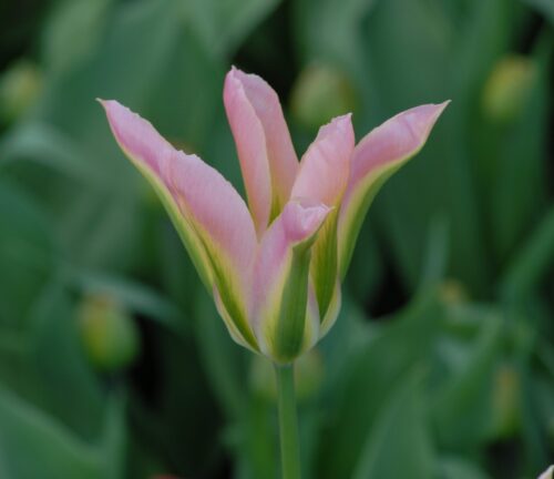Tulip ViriChic