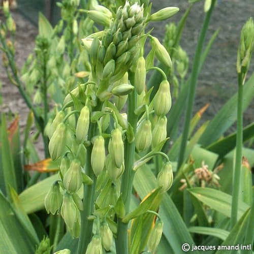 Buy Galtonia viridiflora (Green-flowered Galtonia) Bulbs online