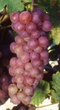 Vitis vinifera 'Chasselas Rosé'