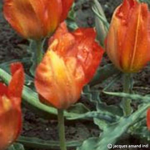Tulip vvedenskyi Tangerine Beauty