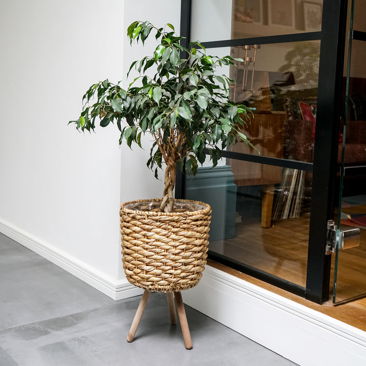 Ivyline Water Hyacinth Lined basket on Legs