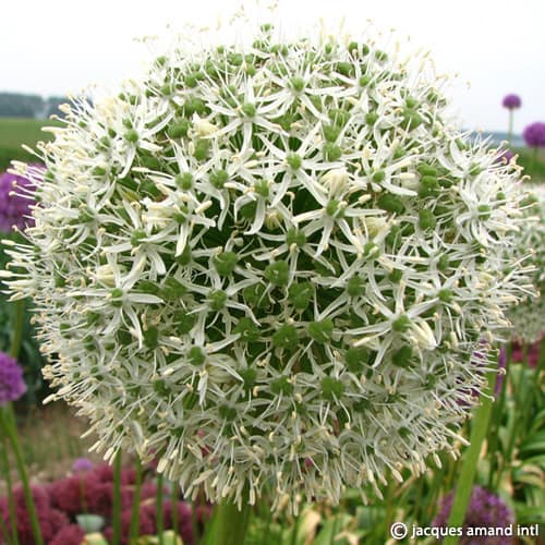 Allium 'White Giant'
