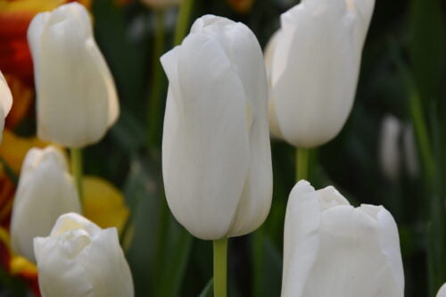Tulip White Proud