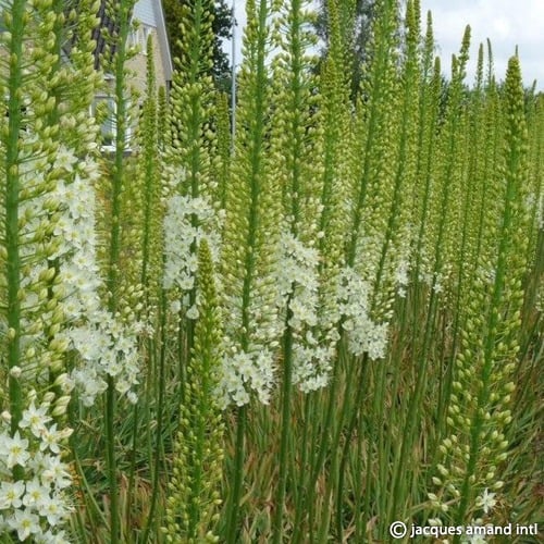 Eremurus 'White Perfection' Tubers